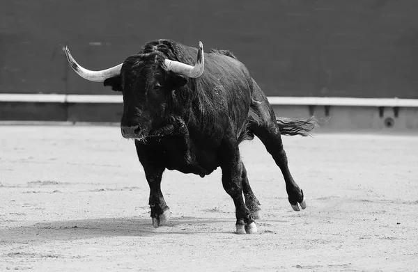 斗牛场中的大黑公牛 — 图库照片