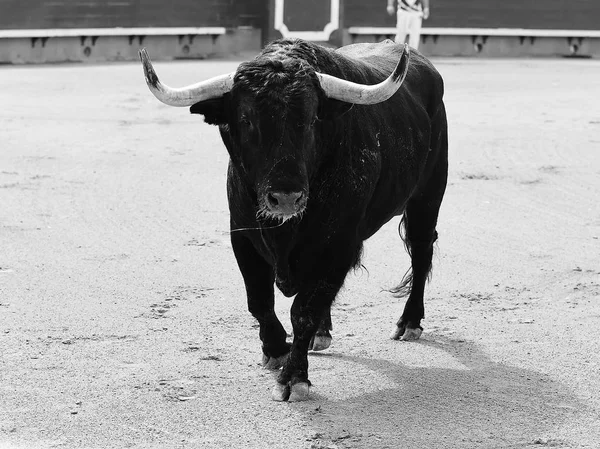 Big Black Bull Running Bullring — Stock Photo, Image
