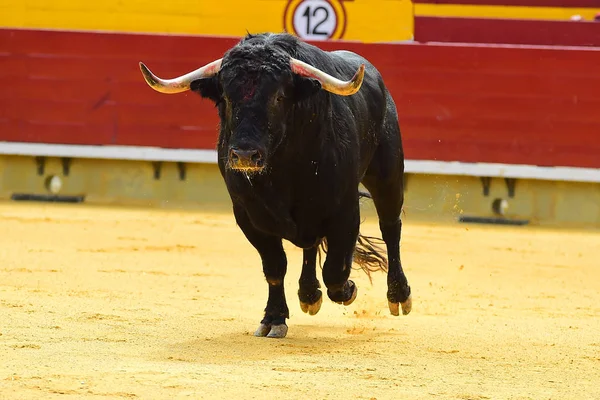 Grand Taureau Noir Courir Dans Arène — Photo