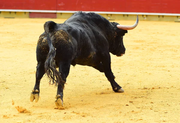 Arena Içinde Çalışan Büyük Siyah Boğa — Stok fotoğraf