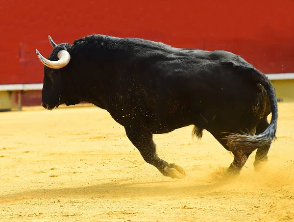 Grande Touro Preto Correndo Bullring — Fotografia de Stock