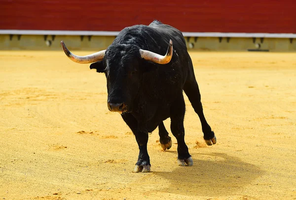 闘牛場で実行している大きな黒牛 — ストック写真