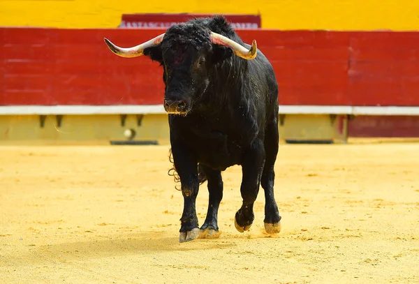 闘牛場で実行している大きな黒牛 — ストック写真