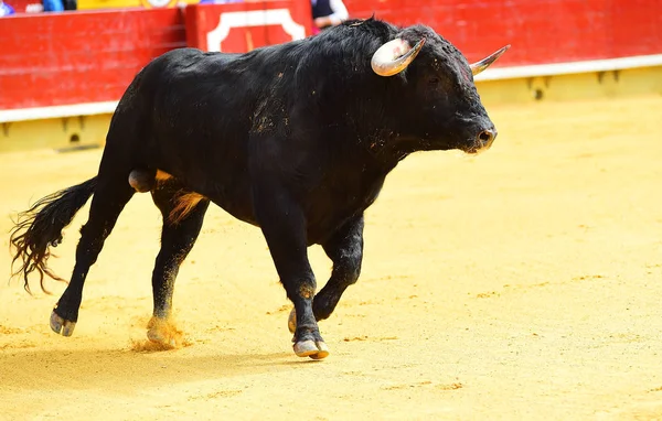 Großer Schwarzer Stier Läuft Stierkampfarena — Stockfoto