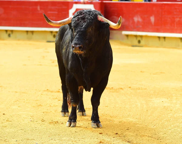 Grand Taureau Noir Courir Dans Arène — Photo