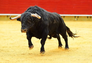Büyük boynuzlu İspanya bullring İspanyol boğa 