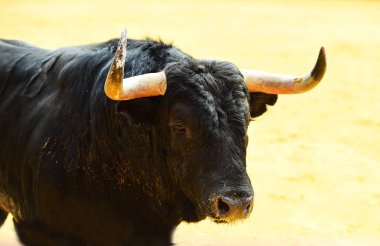 Büyük boynuzlu İspanya bullring İspanyol boğa 