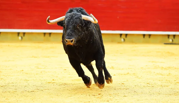 大きな角を持つスペインの闘牛場ではスペイン牛 — ストック写真