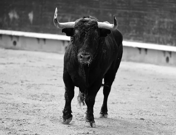 Španělský Býk Aréně Španělsku Velkými Rohy — Stock fotografie