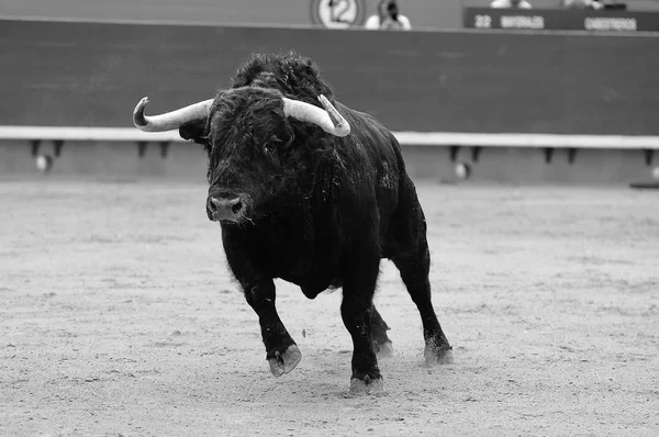 Büyük Boynuzlu Spanya Bullring Spanyol Boğa — Stok fotoğraf
