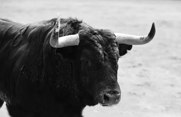 Spanish Bull Bullring Spain Big Horns — Stock Photo, Image