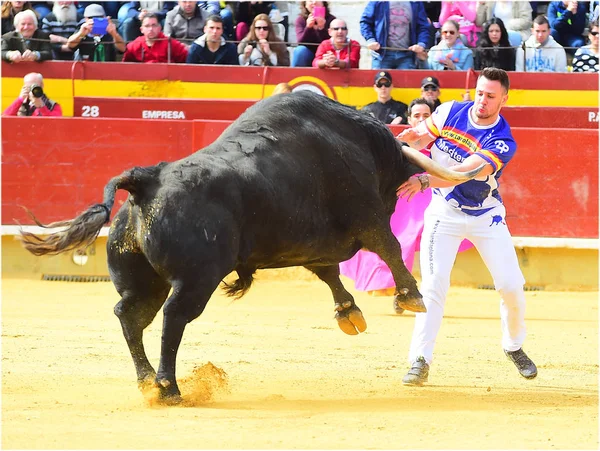 Španělský Býk Aréně Španělsku Velkými Rohy — Stock fotografie