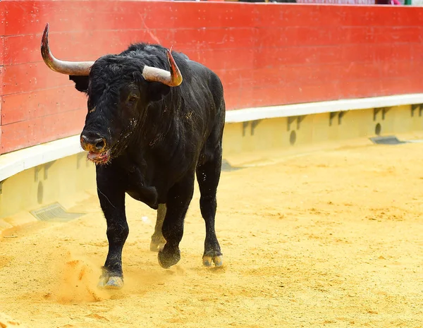 Touro Espanhol Tournée Espanha Com Chifres Grandes — Fotografia de Stock