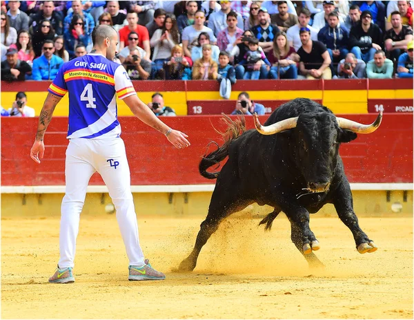 Stier Stierkampfarena Spanien Mit Großen Hörnern — Stockfoto