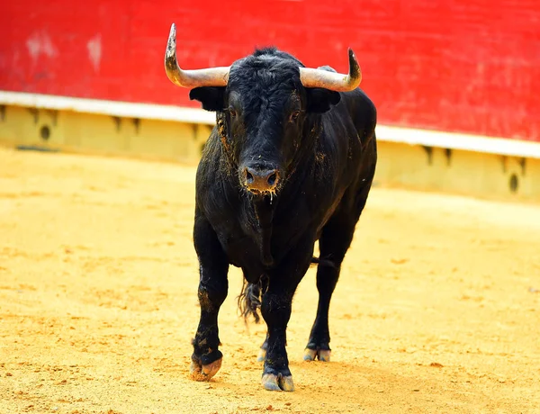 Taureau Espagnol Arène Espagne Avec Grandes Cornes — Photo