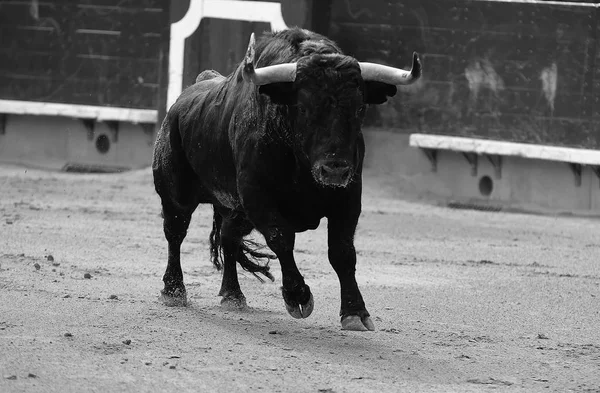 Stier Stierkampfarena Spanien Mit Großen Hörnern — Stockfoto