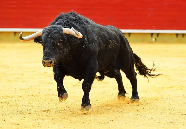 大きな角を持つスペインの闘牛場ではスペイン牛 — ストック写真