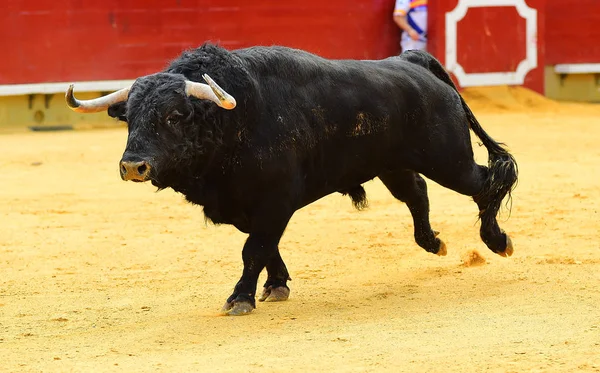 Spanska Tjuren Tjurfäktningsarenan Spanien Med Stora Horn — Stockfoto