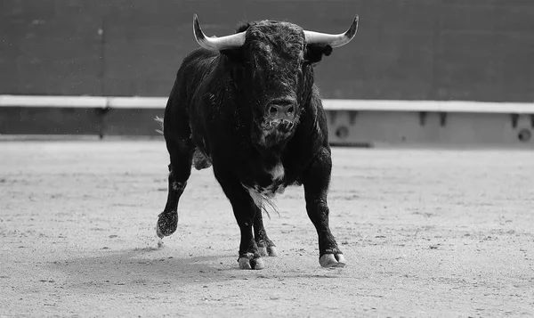 Touro Espanhol Tournée Espanha Com Chifres Grandes — Fotografia de Stock