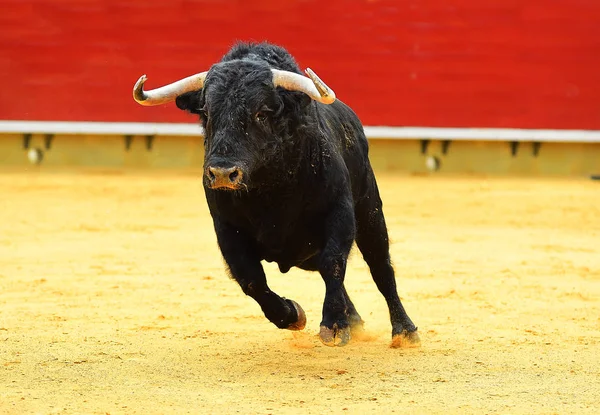 Stier Stierkampfarena Spanien Mit Großen Hörnern — Stockfoto