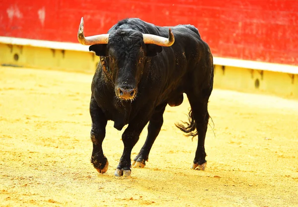 Touro Espanhol Tournée Espanha Com Chifres Grandes — Fotografia de Stock