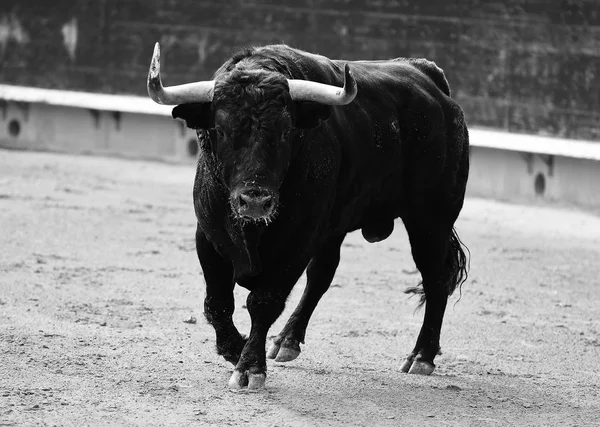 Spagnolo Toro Bullring Spagna Con Grandi Corna — Foto Stock