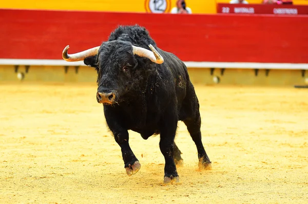 Stier Stierkampfarena Spanien Mit Großen Hörnern — Stockfoto