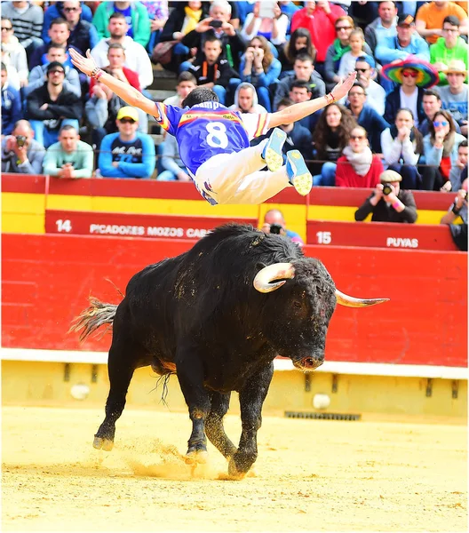 大きな角を持つスペインの闘牛場ではスペイン牛 — ストック写真
