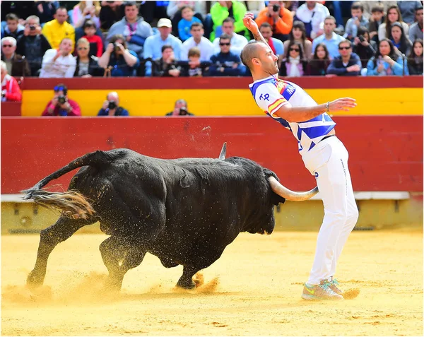 Taureau Espagnol Arène Espagne Avec Grandes Cornes — Photo
