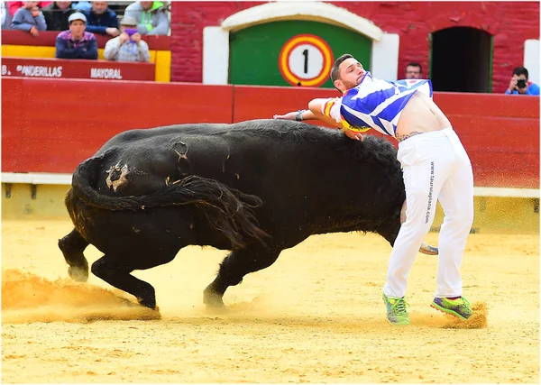 Taureau Espagnol Arène Espagne Avec Grandes Cornes — Photo