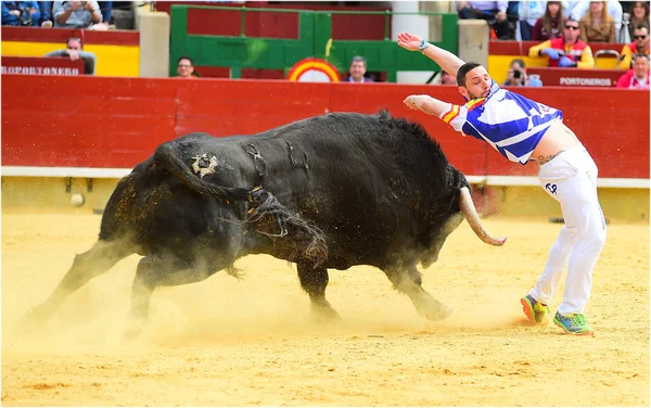 Toro Español Plaza Toros España Con Cuernos Grandes —  Fotos de Stock
