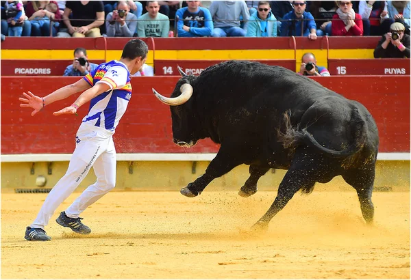 Španělský Býk Aréně Španělsku Velkými Rohy — Stock fotografie