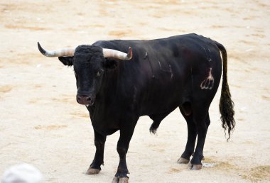 boğa İspanya'siyah