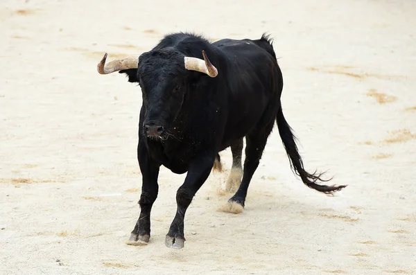 Bull Svart Spanien — Stockfoto