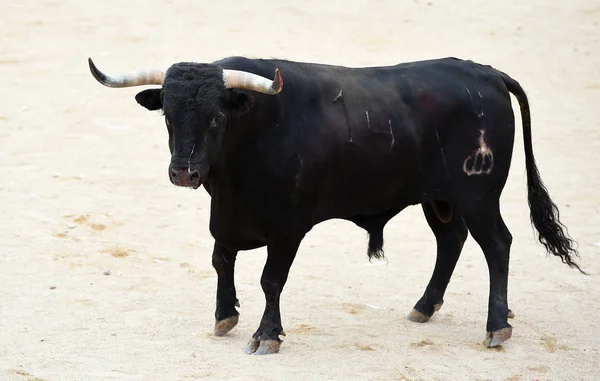 Stier Zwart Spanje — Stockfoto