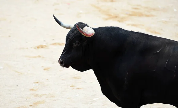 Bika Fekete Spanyolország — Stock Fotó