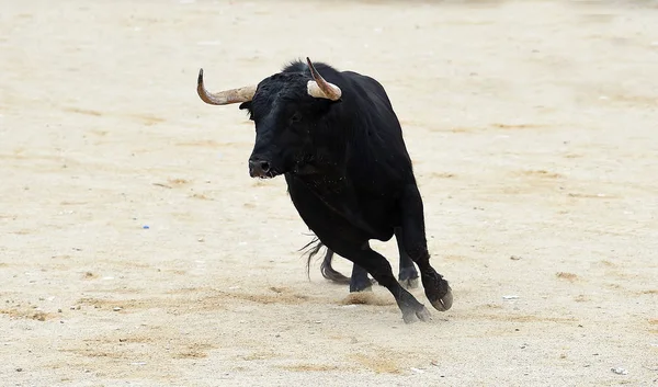 Toro Negro España — Foto de Stock