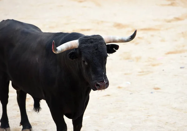 Touro Preto Espanha — Fotografia de Stock