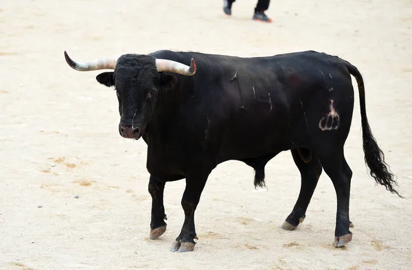 Bull Svart Spanien — Stockfoto