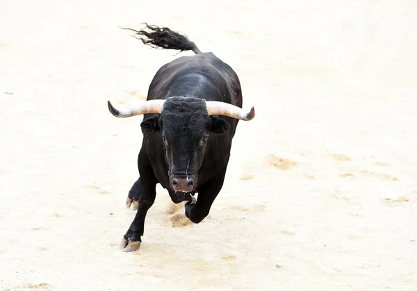 Bulle Schwarz Spanien — Stockfoto