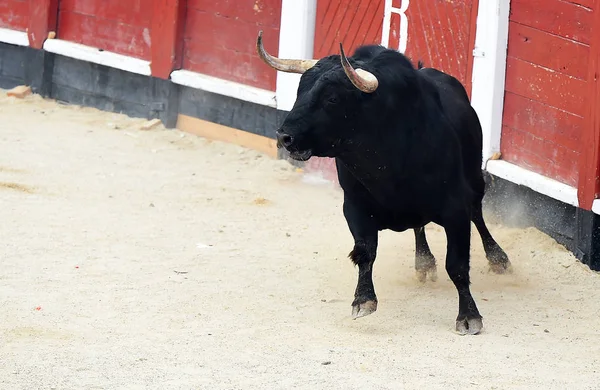 Byk Czarny Hiszpanii — Zdjęcie stockowe