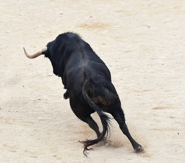 Bull Svart Spanien — Stockfoto