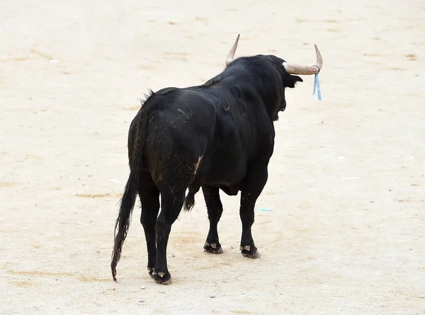 Bull Svart Spanien — Stockfoto