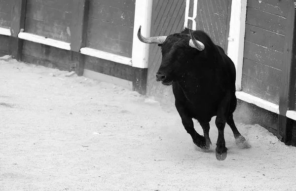 Toro Nero Spagna — Foto Stock