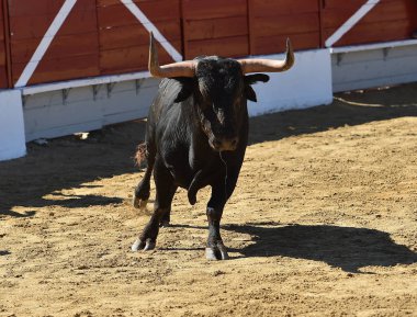 İspanya'ile büyük boynuzları boğa