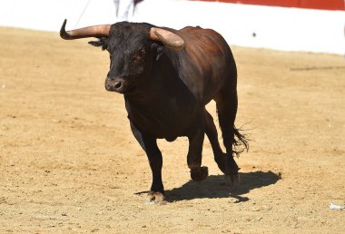 İspanya'ile büyük boynuzları boğa