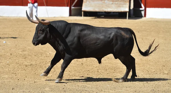 Banteng Dalam Spain Dengan Tanduk Besar — Stok Foto