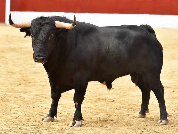 Touro Espanha Com Chifres Grandes — Fotografia de Stock