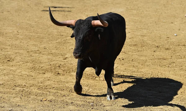 Bull Španělsku Velkými Rohy — Stock fotografie