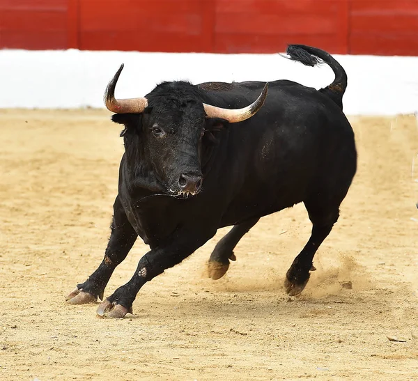 Touro Espanha Com Chifres Grandes — Fotografia de Stock